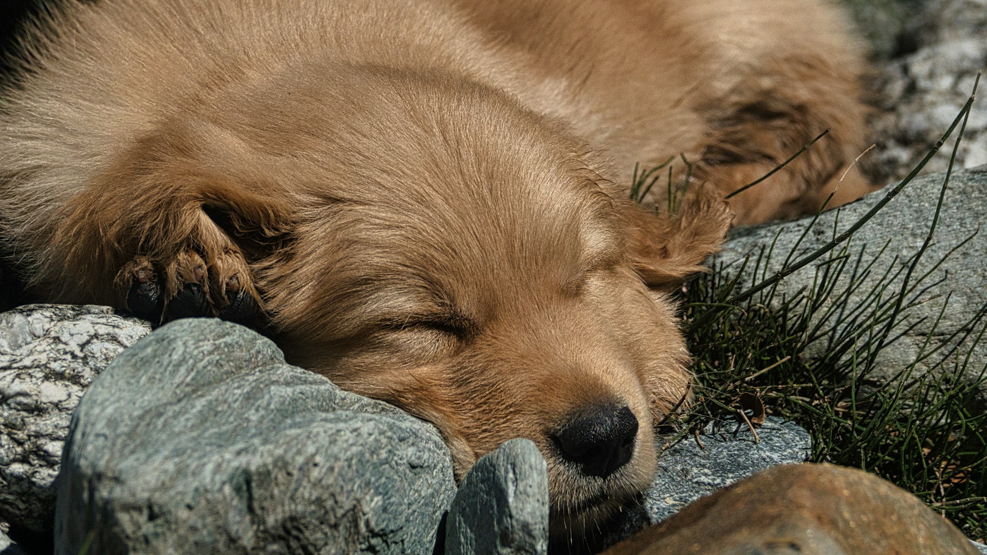 brauner Hund liegt auf Steinen brauner Hund liegt auf Steinen