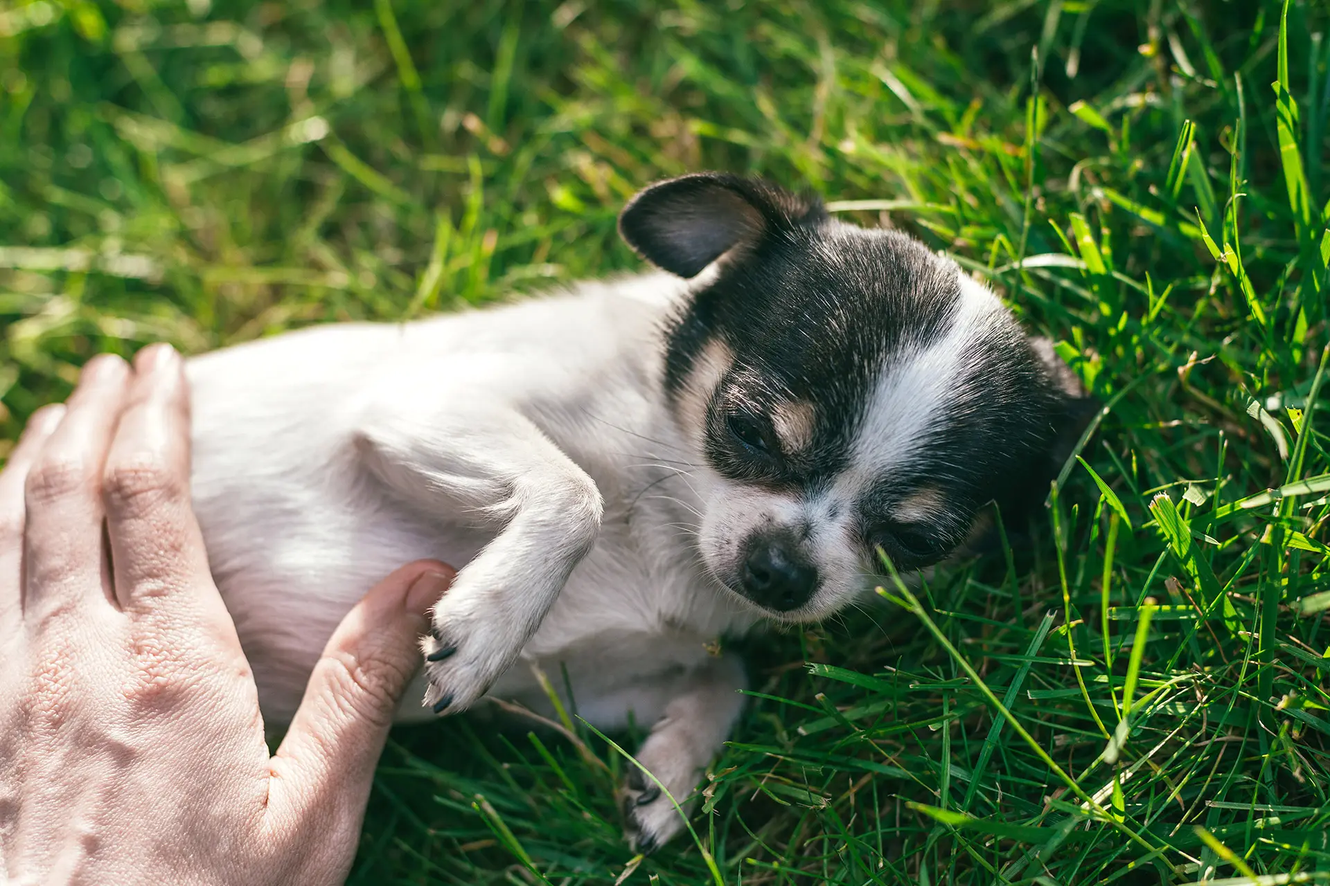 Darmsanierung beim Hund  Schritt-fr-Schritt-Anleitung