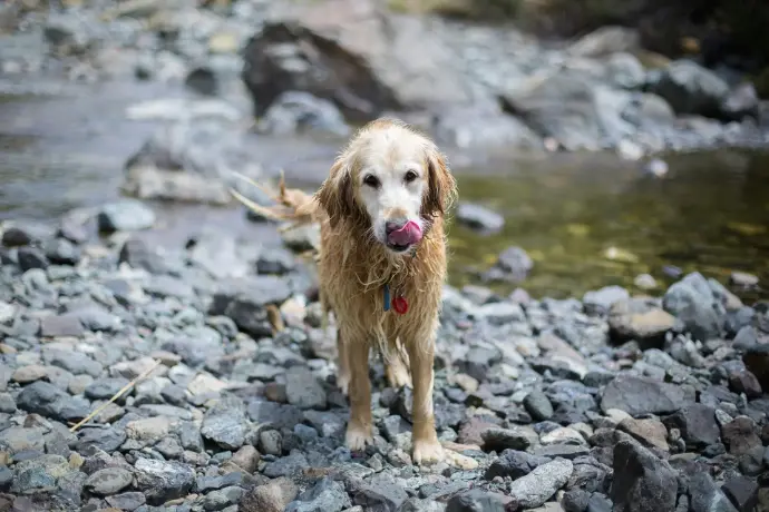 Schutzschild für den Hund: Immunsystem natürlich stärken