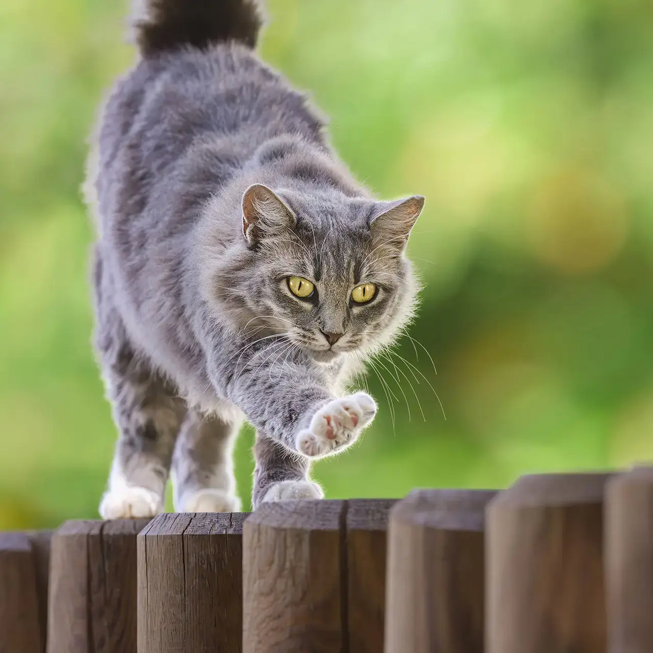 Katze