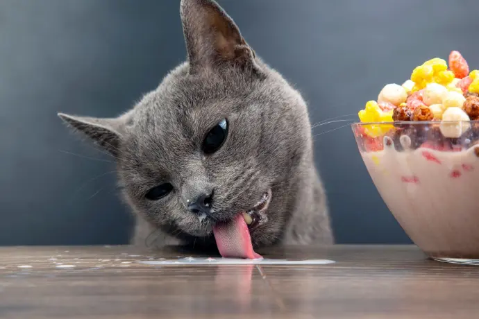 Katze schleckt Milch Katze schleckt Milch