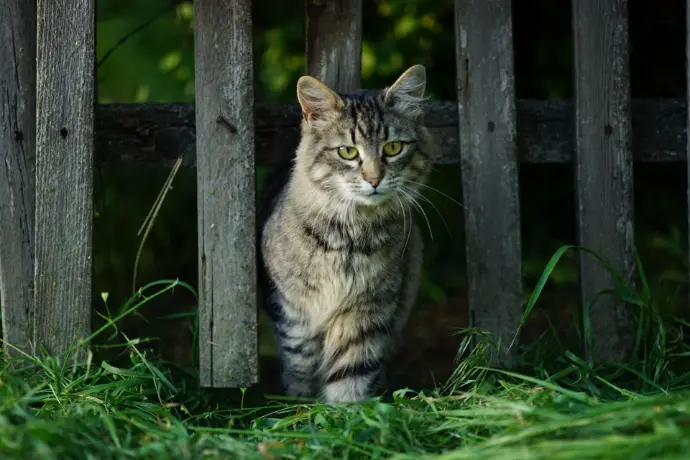 Katze am Zaun