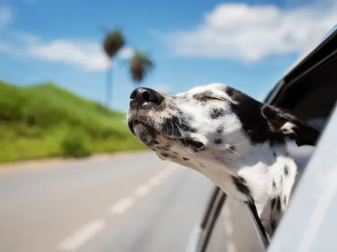 Hund schaut aus dem fahrenden Auto