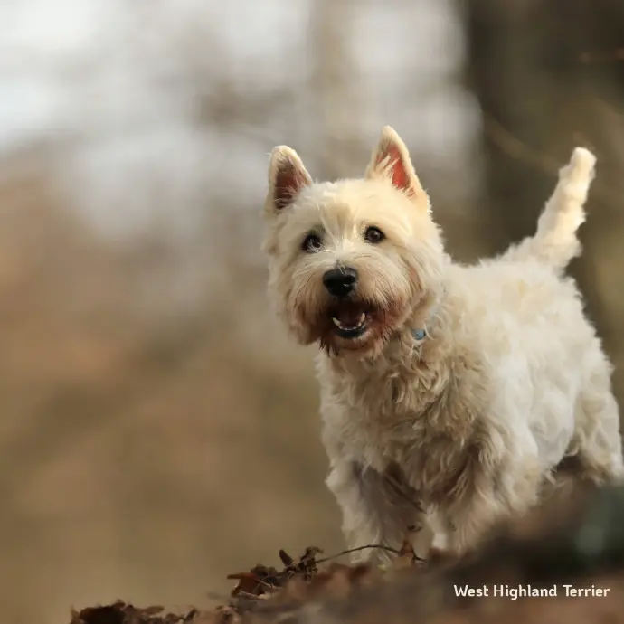 West Highland Terriere