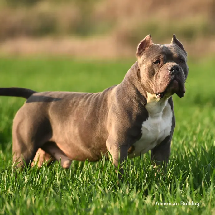 American Bulldog