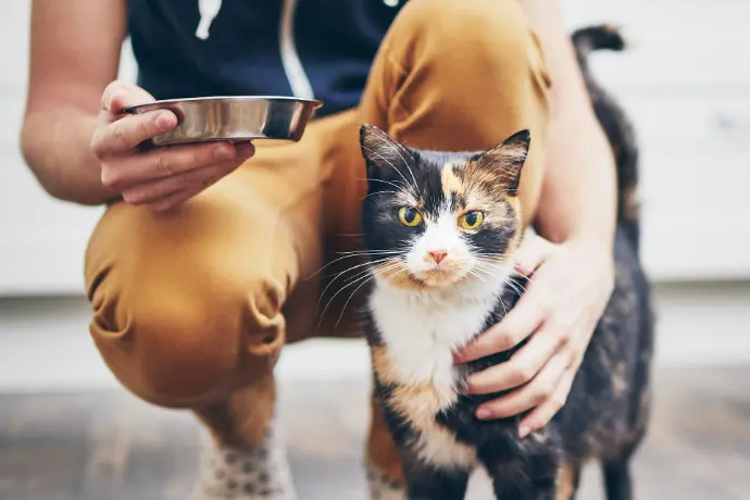 Katze bekommt Futter
