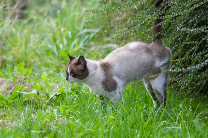 katze markiert