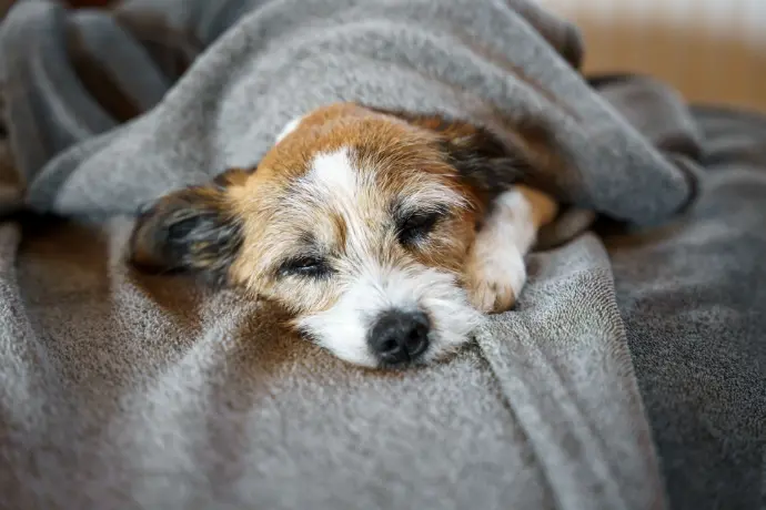 Müder Hund