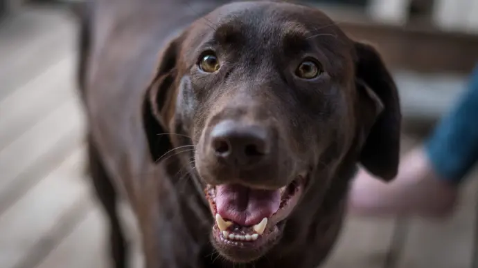 Hund schaut den Betrachter an Hund schaut den Betrachter an