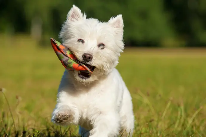 Weißer Hund mit Spielzeug Weißer Hund mit Spielzeug