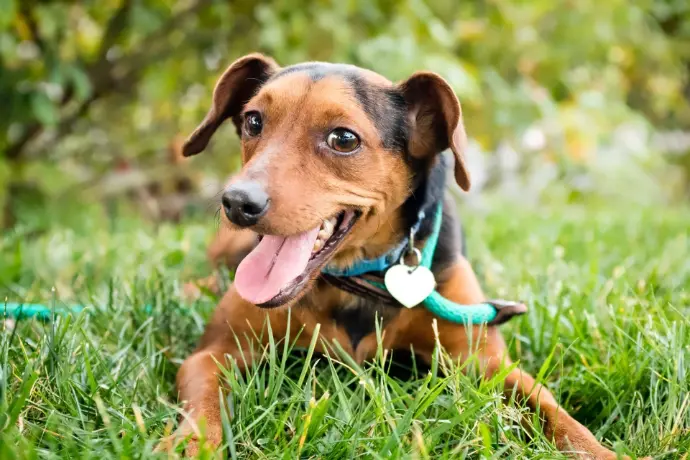 Hund im Gras Hund im Gras