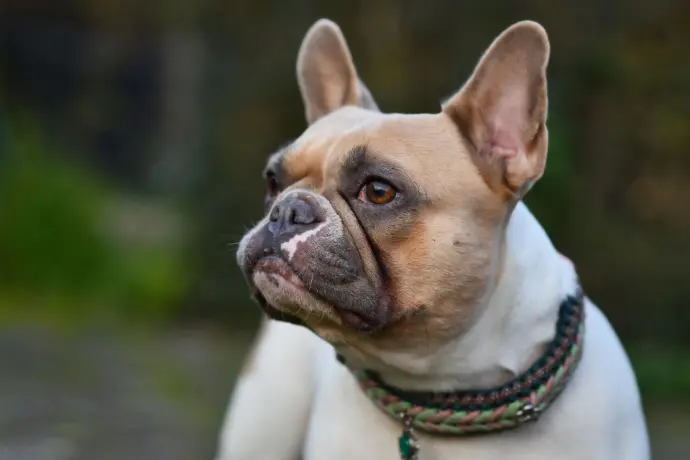 Französische Bulldogge Französische Bulldogge