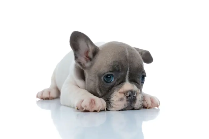 Französische Bulldogge Französische Bulldogge Welpe