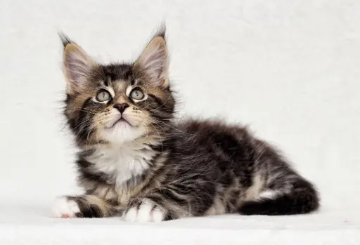 Main coon schaut nach oben Main coon schaut nach oben