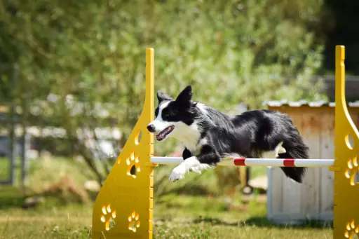 Hund springt über Hindernis Hund springt über Hindernis
