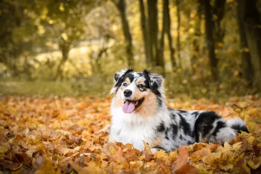 Australian Shepherd liegt in Herbstblättern