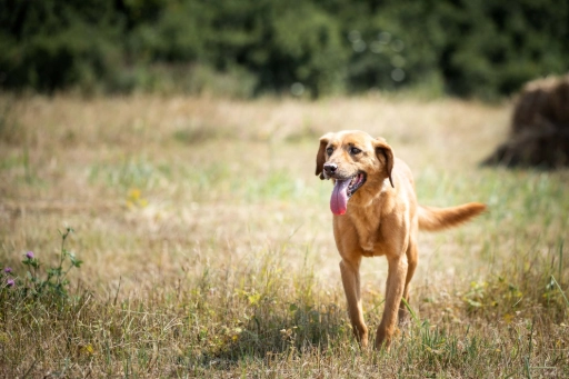 Lucky-Mischling Lucky-Mischling