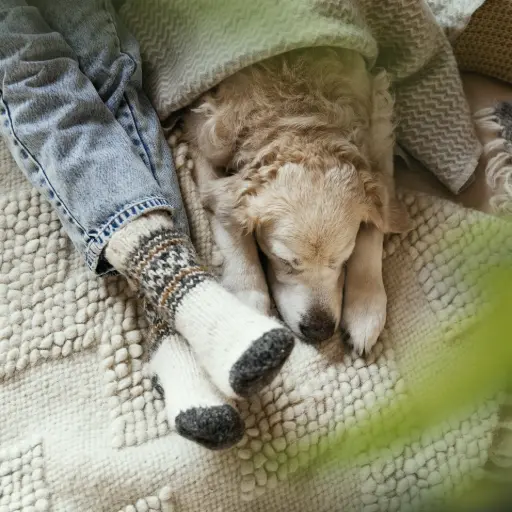 Hund liegt unter Decke