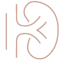 Icon Niere Icon Niere