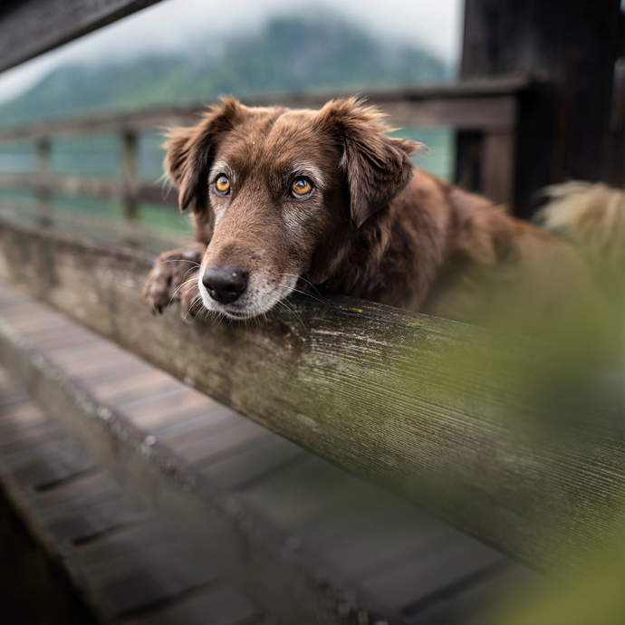 Alter Hund Alter Hund