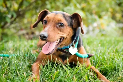 Hund im Gras Hund im Gras