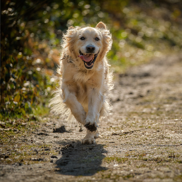 Hund rennt