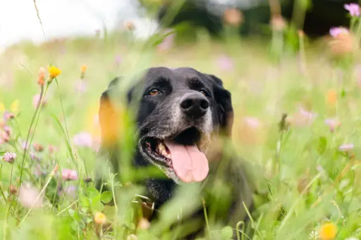 Hund im Gras