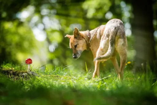 Hund schaut auf Fliegenpilz Hund schaut auf Fliegenpilz