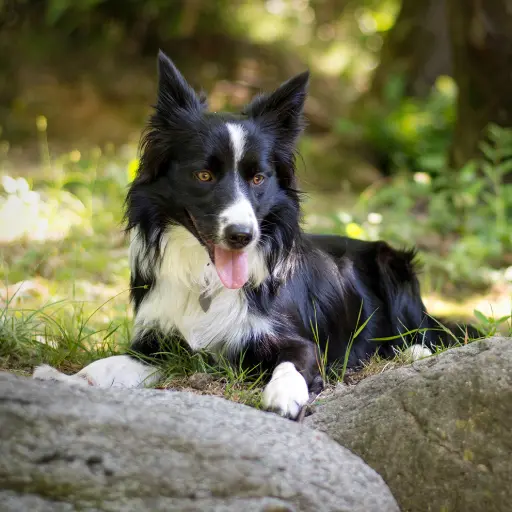 Hund liegt im Gras