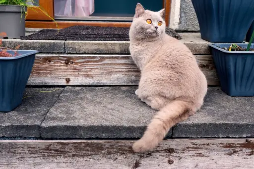BKH Katze BKH Katze