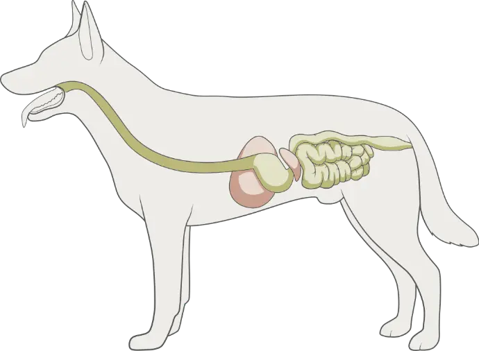 Verdauung Hund Verdauung Hund