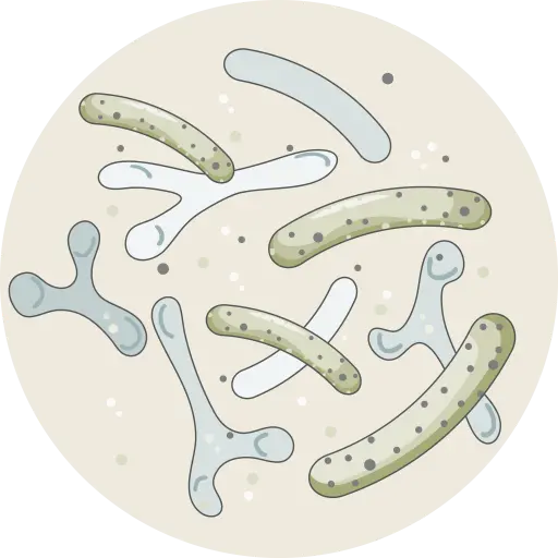 Darmbakterien Darmbakterien