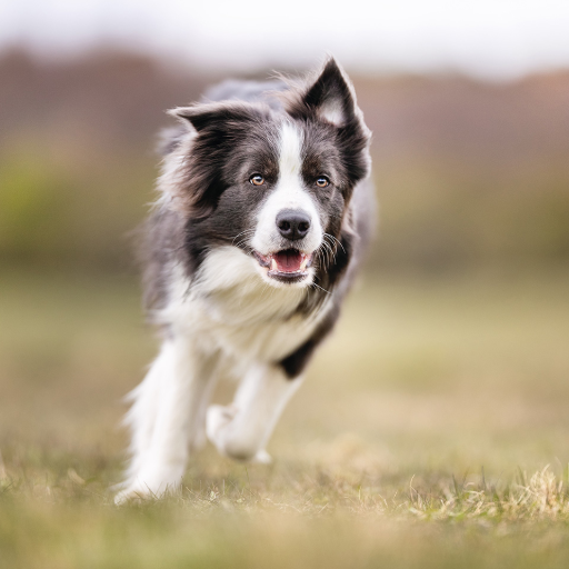 Hund rennt 