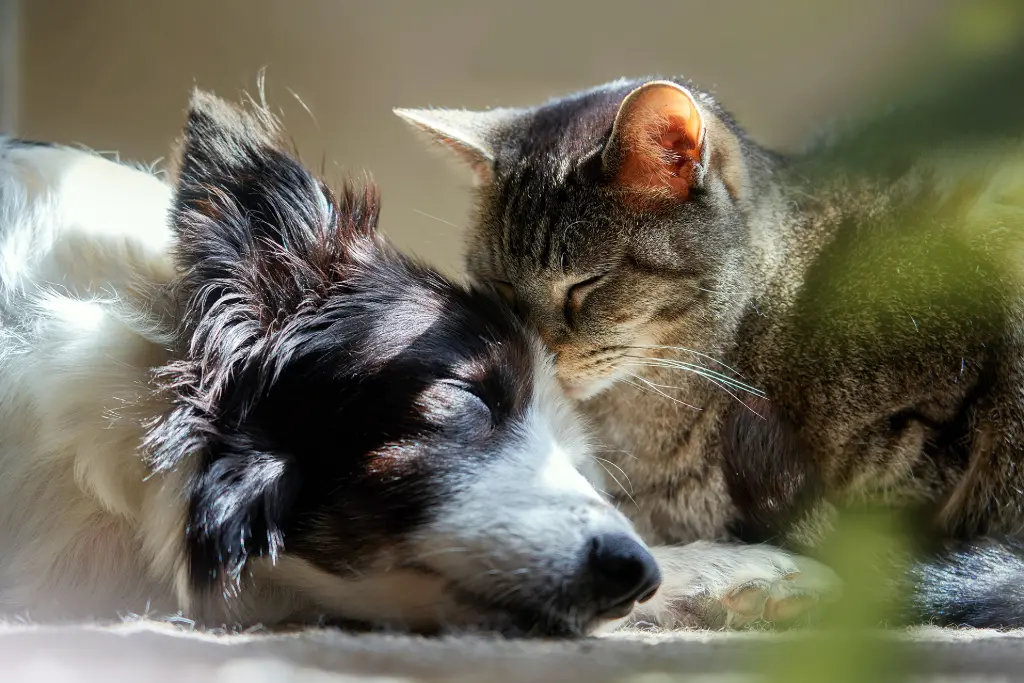 Hund & Katze
