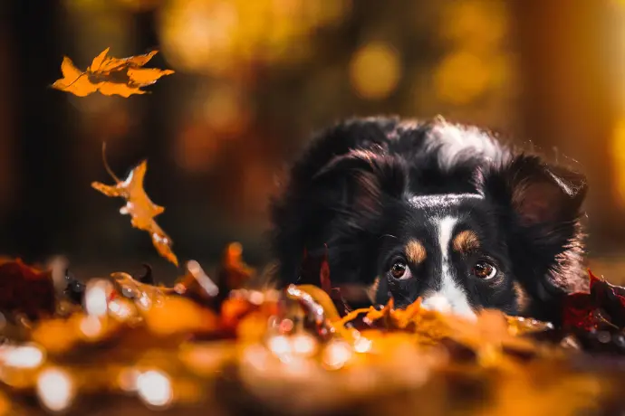 Ängstlicher Hund im Laub