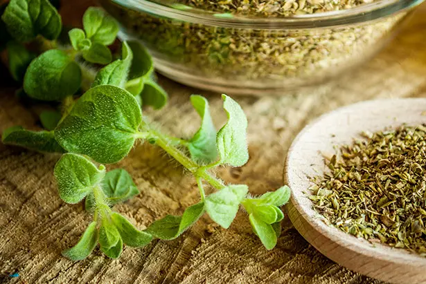 Oregano