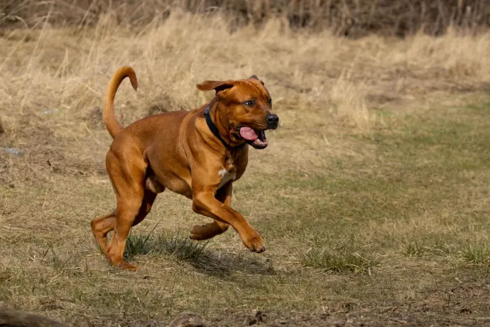 brauner Hund rennt über Feld
