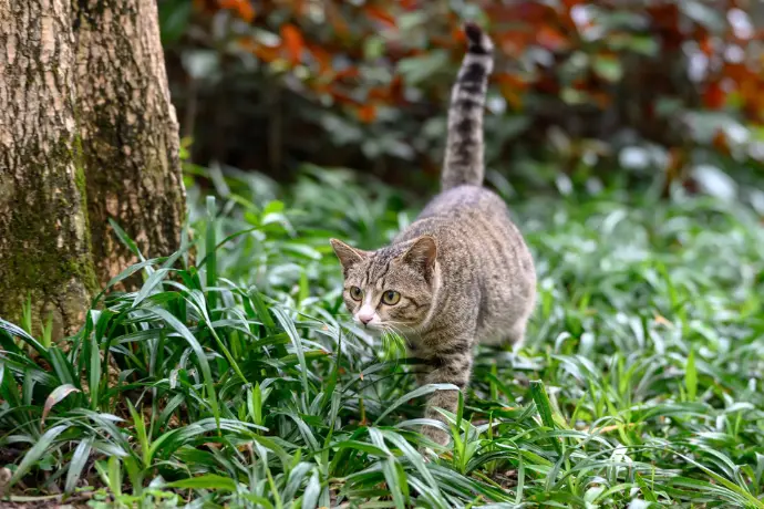 Webinar Die Niere der Katze