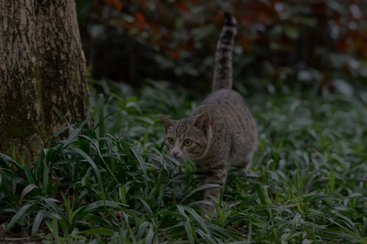 Webinar Die Niere der Katze
