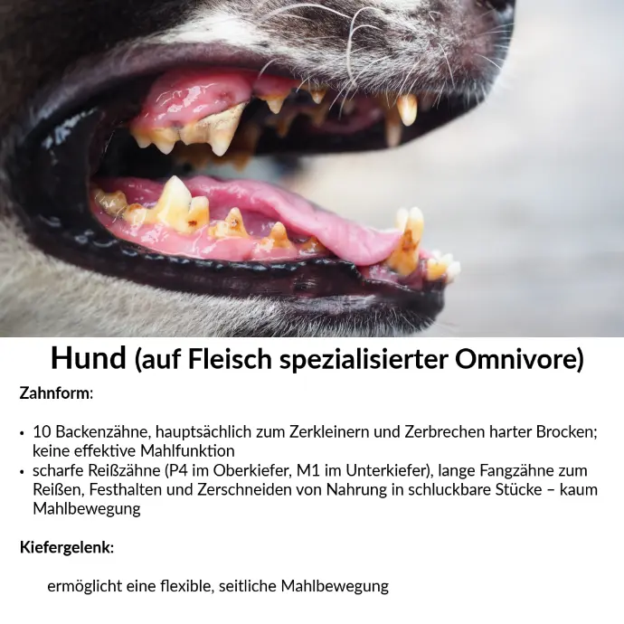 Backenzähne Hund