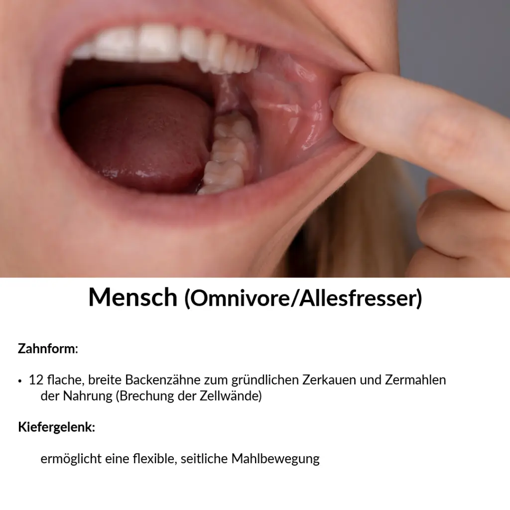Backenzähne Mensch