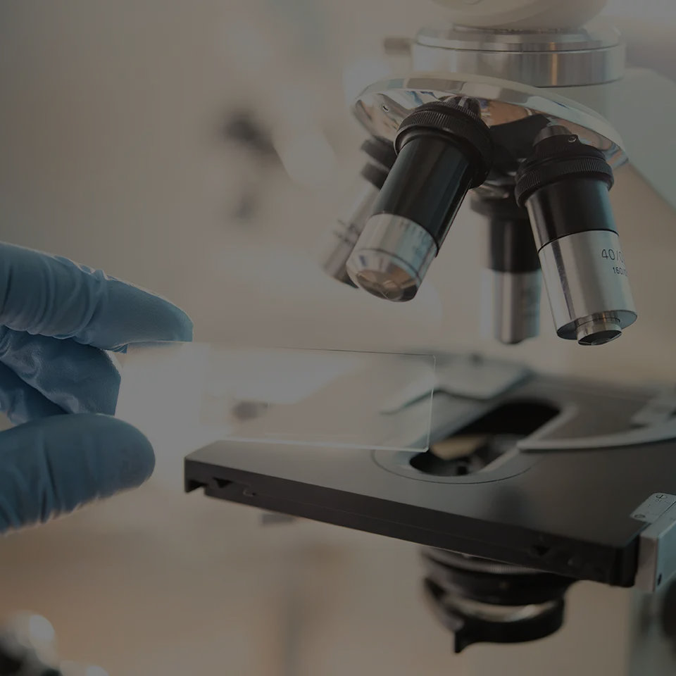 Fachwebinar Vetscreen Laborbefunde vergleichen und verstehen