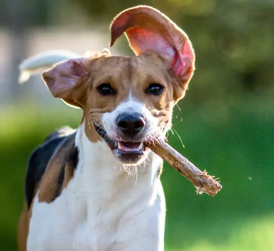 Mischling rennt über die Wiese