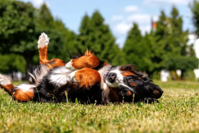 Hund liegt auf dem Rücken
