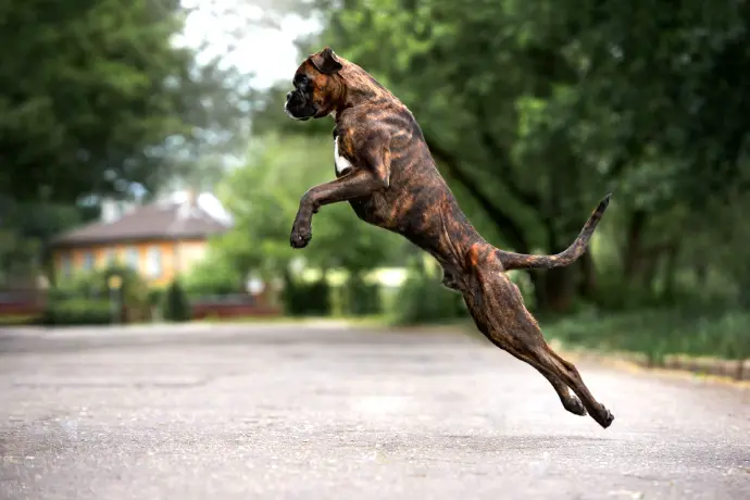 Boxer springt