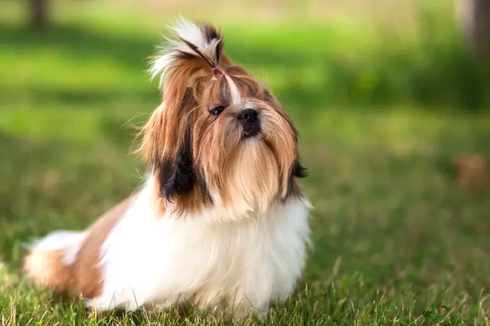 Kleiner Hund auf Wiese