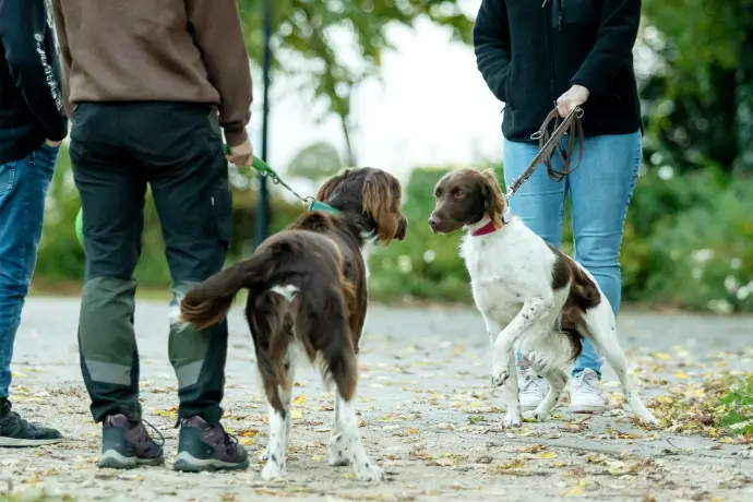 Leinenführigkeit Begegnung zweier Hunde