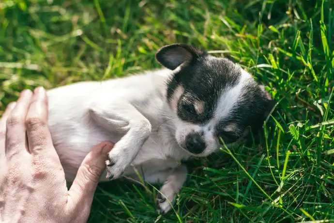 Darmsanierung beim Hund – Schritt-für-Schritt-Anleitung