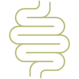 Icon Darm und Verdauung