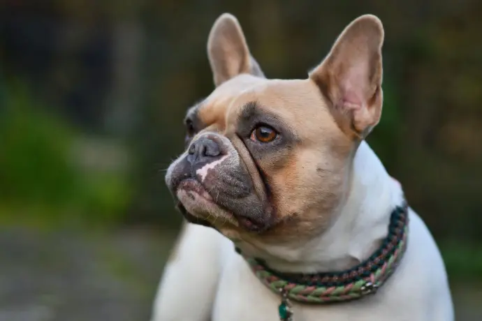 Französische Bulldogge